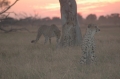 Cheetah sunset 3 